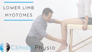 Lower Limb Myotomes  Clinical Physio [upl. by Aleris]