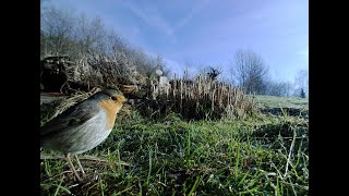 Vogelstimmen imitieren und Vogelstimmen kennenlernen [upl. by Yenffit]