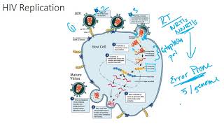 The HIV Viral Replication Cycle [upl. by Oirasor590]