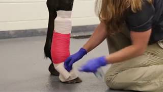 How to apply a lower limb bandage [upl. by Fransisco]