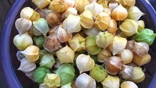 Ground Cherries Gathering and Preparing [upl. by Llennor]