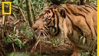 Le tigre de Sumatra petit mais dangereux prédateur [upl. by Aelat]