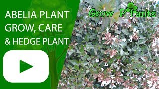 Abelia plant  grow care amp hedge plant [upl. by Einniw638]