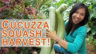 Growing Harvesting Cucuzza Squash [upl. by Dynah]