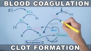 Coagulation Cascade  Intrinsic and Extrinsic Pathway [upl. by Nehttam]