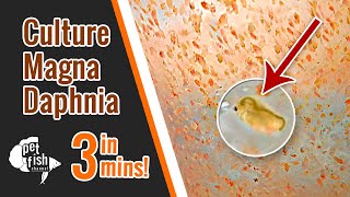 How to culture DAPHNIA MAGNA  The easy way [upl. by Hidie892]