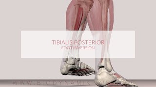 Tibialis Posterior Muscle Function Foot Inversion [upl. by Ymeon]