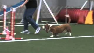 YABTC Agility June 2013 Bassett Hound [upl. by Henri296]