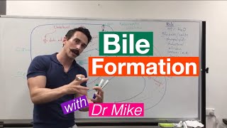 Bile Synthesis and Function [upl. by Dehnel]