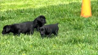 Canis Panther pups 7 wks old [upl. by Anerb]