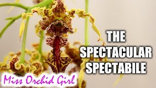 The spectacular Dendrobium spectabile Orchid  Care tips [upl. by Leahcimaj]