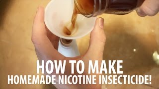 Homemade Insect Spray How To Make Nicotine Insecticide [upl. by Alrahs]