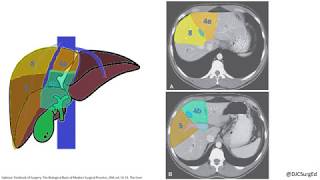 Liver Anatomy [upl. by Elleimac]