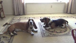 Basset Hounds Howling Lazy Style [upl. by Acissehc]