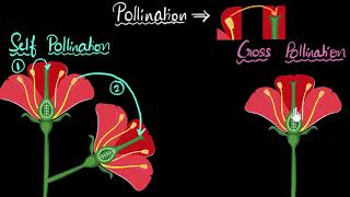 Pollination self amp cross  How do organisms reproduce  Biology  Khan Academy [upl. by Aruat]