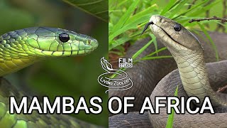 Black mamba and green mambas  the most feared venomous snakes of Africa but are they so deadly [upl. by Macegan]