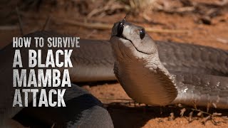 How To Survive a Black Mamba Attack [upl. by Yenmor]