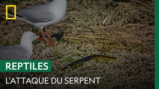 Un serpenttigre sattaque à un nid de mouettes [upl. by Lombardo]