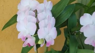 Care Tips for Dendrobium Phalaenopsis Orchids [upl. by Frasier]