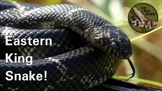 The Eastern King Snake Everything You Need To Know 4K [upl. by Zarihs]