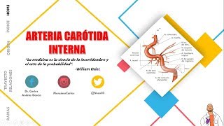 Anatomía  Arteria Aorta Ascendente Arco Torácica y Abdominal Ramas [upl. by Seraphine]