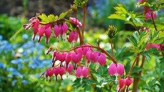 Plant Review Dicentra Gold Heart [upl. by Mena]