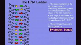 DNA Structure [upl. by Bax]