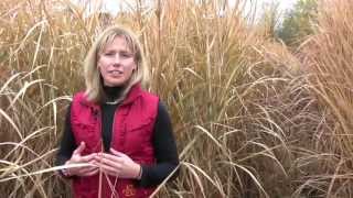 Growing Miscanthus A Crop With Potential Part 1 [upl. by Raskind970]