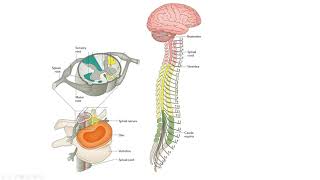 Dermatomes and Myotomes [upl. by Rubma]