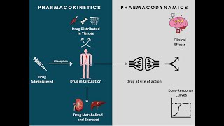 Pharmacodynamics and Pharmacokinetics  A rapid review [upl. by Gwendolen]