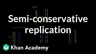 Semi conservative replication  Biomolecules  MCAT  Khan Academy [upl. by Mcevoy]