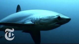 Thresher Sharks Deadly Tail  ScienceTake  The New York Times [upl. by Aicenod]