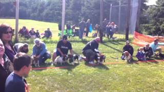 Basset Hound Race [upl. by Einnal772]