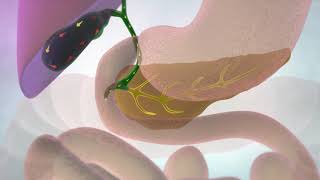 The Gallbladder and Bile Ducts  Cancer Research UK [upl. by Belda185]