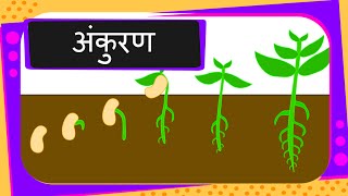 Science  Germination Of Seed  Hindi [upl. by Tran]