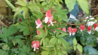 Lamprocapnos  Dicentra spectabilis Bleeding Heart quotValentinequotStrange flowers on a plant for shade [upl. by Boleslaw]