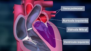 El CORAZÓN HUMANO partes aurículas ventrículos válvulas funciones anatomía [upl. by Sakiv]