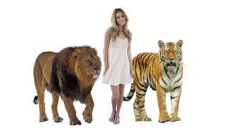 Size Comparison  How Big Are Animals Compared to a Human [upl. by Azelea]