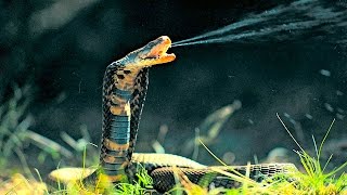 Top 10 Most Venomous Snakes in the World [upl. by Naves348]