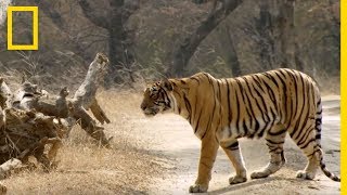 Découvrez les techniques de chasse des tigresses [upl. by Yvette970]