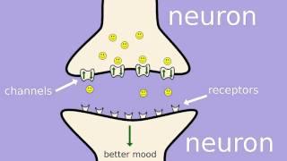 How does fluoxetine Prozac work [upl. by Srednas185]