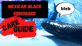 MEXICAN BLACK KINGSNAKE Complete Care Guide [upl. by Haldi]