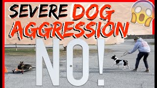 My Dog is Aggressive towards other dogs Help  Dog Training with Americas Canine Educator [upl. by Nnairrek]