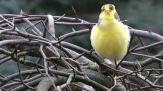 KanarienVogel singt an WinterFutterstelle  12014 [upl. by Eelnayr]