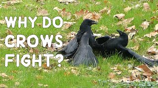 Why do crows fight [upl. by Hnahk]