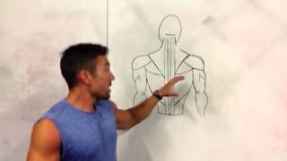 Function and Training of the Erector Spinae Muscles  Coach [upl. by Enimzzaj258]