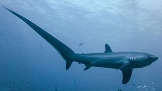 THRESHER SHARKS KILL PREY WITH TAIL [upl. by Aihsyla]