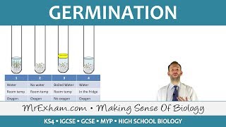 Plant reproduction  Germination  GCSE Biology 91 [upl. by Isidor]