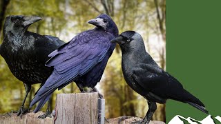 Crows rooks and jackdaws how to tell the difference [upl. by Riesman]