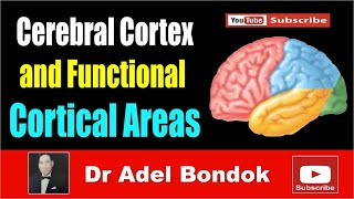 Cerebral Cortex and Functional Areas Dr Adel Bondok [upl. by Lark]